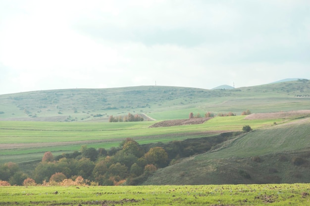 Arbres et fond de paysage