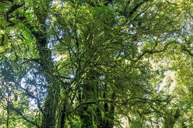 Arbres forestiers. arrière-plans de la lumière du soleil en bois vert nature.