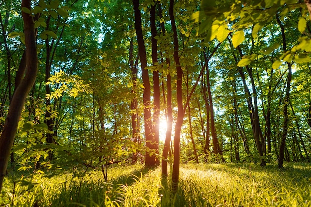 Photo arbres forestiers. arrière-plans nature bois vert lumière du soleil.