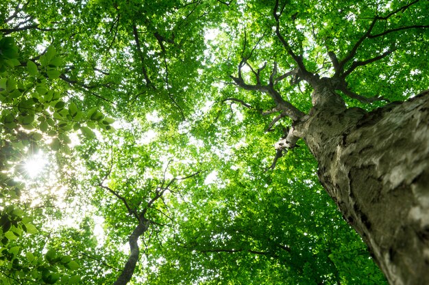 Arbres forestiers. arrière-plans de nature soleil bois vert