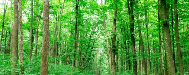 Arbres forestiers. arrière-plans de nature soleil bois vert