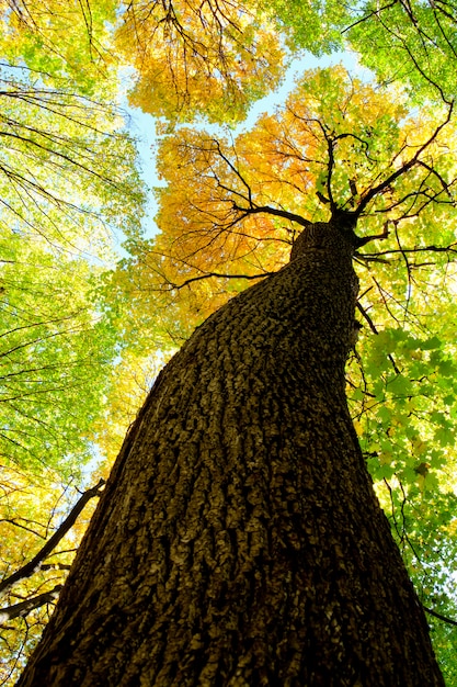 Photo arbres forestiers d'automne. arrière-plans de la lumière du soleil en bois vert nature. .