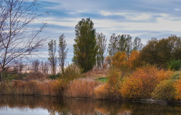 Arbres forestiers d'automne colorés au bord d'une rivière Beau paysage naturel d'un lac avec de l'eau calme près d'un feuillage d'arbres luxuriants et de buissons Foresterie biodiversifiée avec des feuilles de couleur jaune orange et vert vif