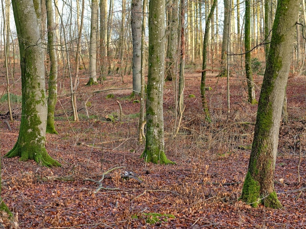 Arbres forestiers en automne avec des feuilles sèches au sol Paysage à faible angle de nombreux troncs d'arbres dans un bois ou dans les bois pendant la saison d'automne Vieilles écorces couvertes de mousse ou de lichen dans un environnement naturel