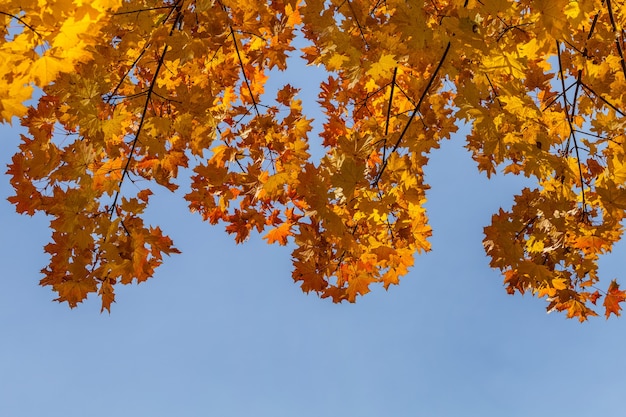 Arbres forestiers d'automne. nature feuille jaune soleil arrière-plans