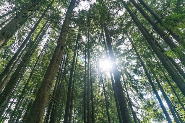 Arbres forestiers d'en bas jusqu'à la canopée