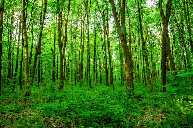 Arbres forestiers. bois vert nature, lumière du soleil.