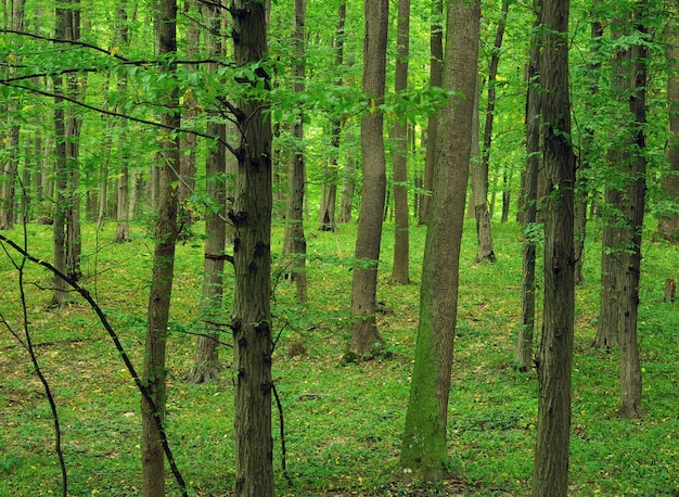 Arbres forestiers. bois vert nature