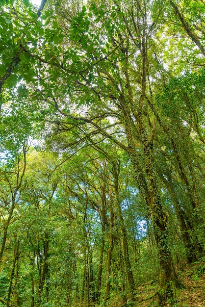 Arbres forestiers. ciel et lumière du soleil du bois vert nature