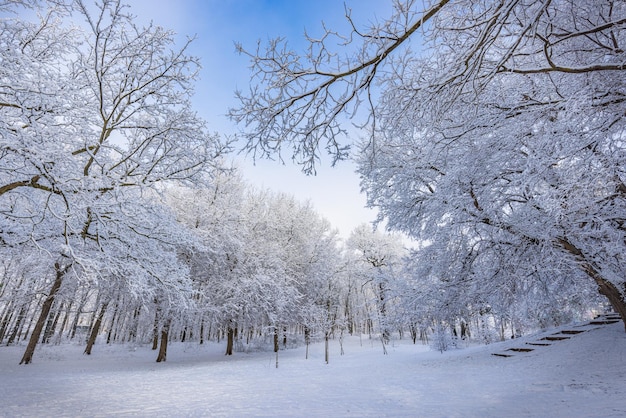 Arbres forestiers couverts de neige le soir glacial. Beau panorama d'hiver, paysage naturel