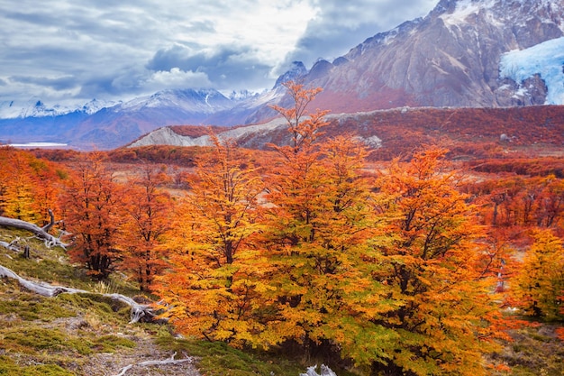 Arbres forestiers dorés près du Fitz Roy en automne. Fitz Roy est une montagne située près d'El Chalten en Patagonie, à la frontière entre l'Argentine et le Chili.