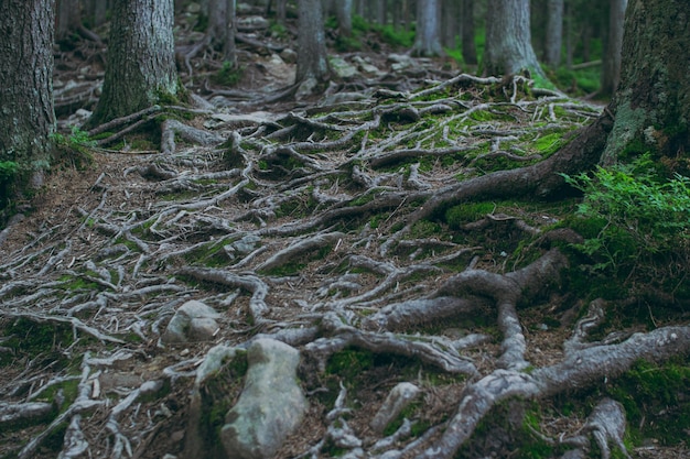 Arbres forestiers avec de grosses racines solides