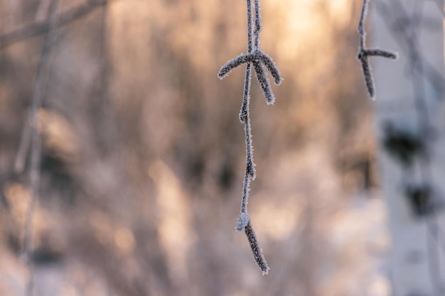 Arbres forestiers d'hiver couverts de givre et de neige