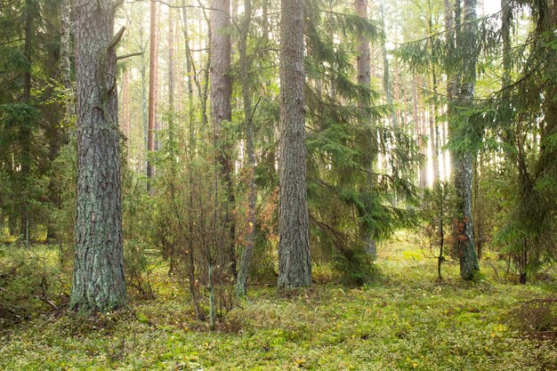 Arbres forestiers illuminés par la lumière du soleil. Clairière de la forêt.