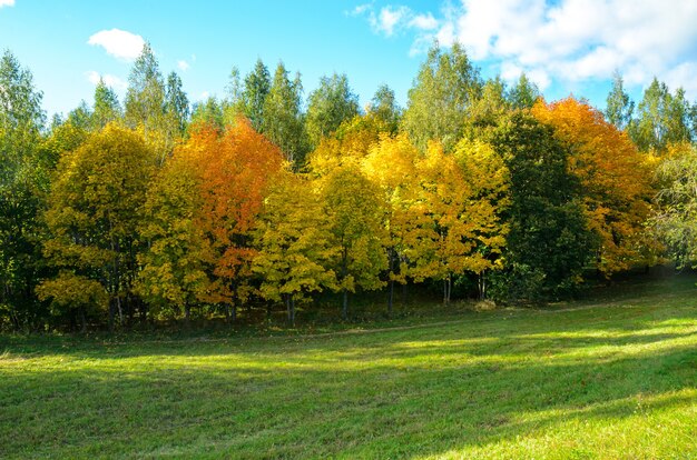 arbres forestiers jaunes et verts en automne