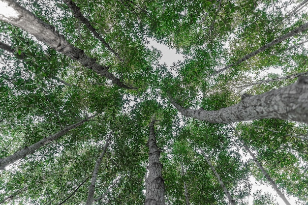 Arbres forestiers avec la lumière du soleil de la nature