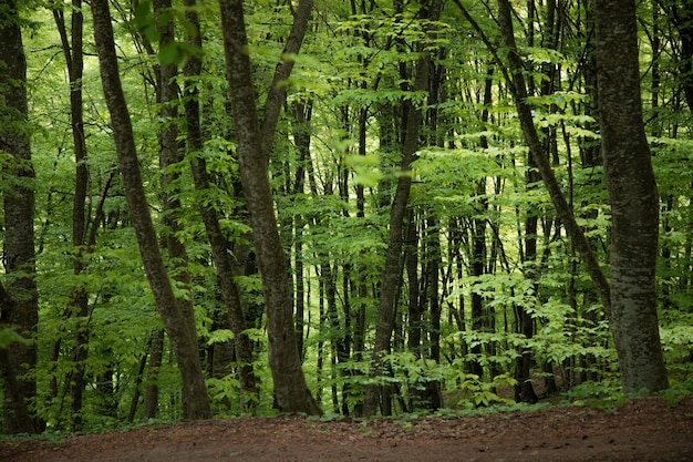 arbres forestiers nature arbre vert