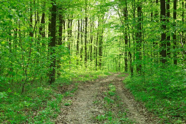 Arbres forestiers nature bois vert arrière-plans de la lumière du soleil