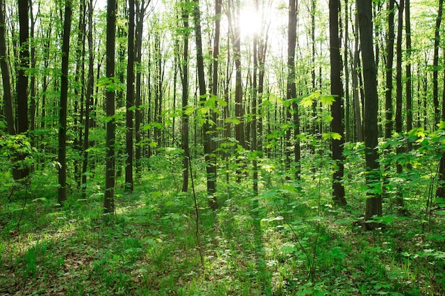 Arbres forestiers nature bois vert arrière-plans de la lumière du soleil