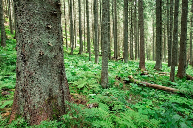 Arbres forestiers nature bois vert arrière-plans de la lumière du soleil