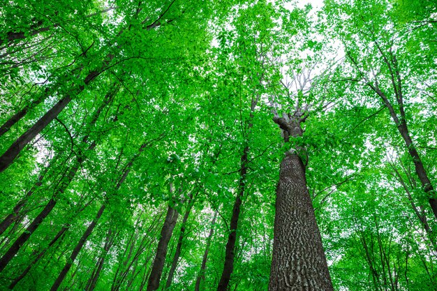 Arbres forestiers nature bois vert lumière du soleil arrière-plans