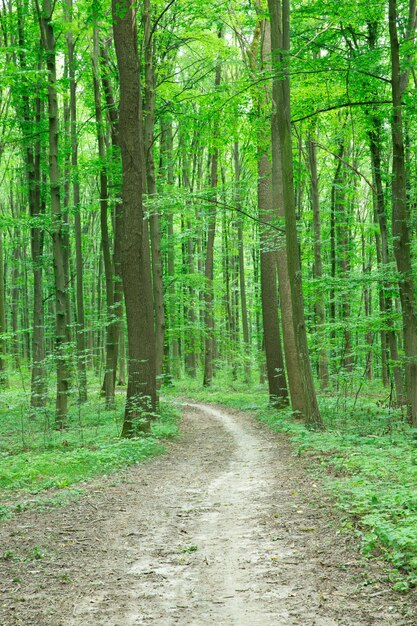 Arbres forestiers. nature bois vert lumière du soleil