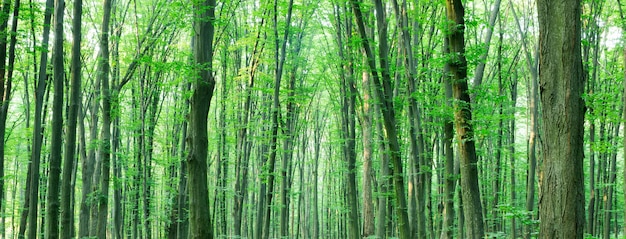 Photo arbres forestiers. nature vert bois lumière du soleil arrière-plans