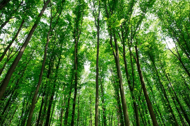 Arbres forestiers. nature vert bois lumière du soleil