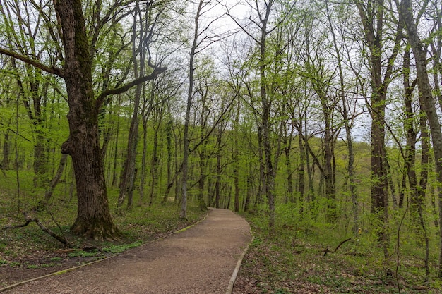 Arbres forestiers avec trottoir de feuilles mortes Nature bois vert beaux arrière-plans