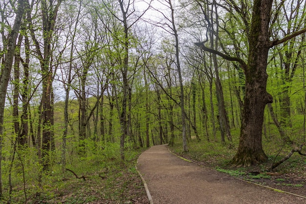 Arbres forestiers avec trottoir de feuilles mortes Nature bois vert beaux arrière-plans