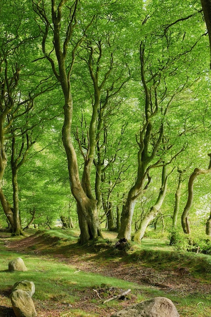 Arbres forestiers verts luxuriants non cultivés au printemps Forêt magique et isolée avec une végétation croissante et fleurie dans une zone naturelle non perturbée Vue sur le paysage d'un magnifique parc isolé en été