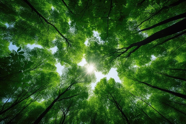 arbres forestiers vue d'en bas dans le ciel nature bois vert arrière-plans du soleil