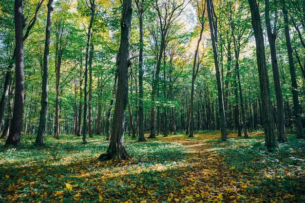 Arbres de la forêt d'automne avec la lumière du soleil