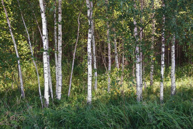 Arbres de la forêt de bouleaux d'été