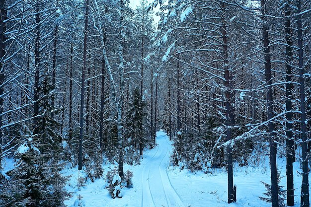 arbres forêt gel vue de dessus arrière-plan, drone abstrait voir nature épinette d'hiver saisonnier