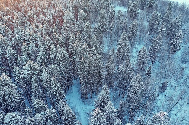 arbres forêt gel vue de dessus arrière-plan, drone abstrait voir nature épinette d'hiver saisonnier