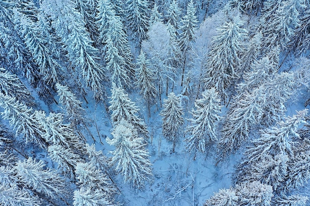 arbres forêt gel vue de dessus arrière-plan, drone abstrait voir nature épinette d'hiver saisonnier