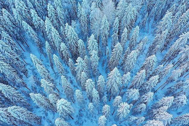 arbres forêt gel vue de dessus arrière-plan, drone abstrait voir nature épinette d'hiver saisonnier