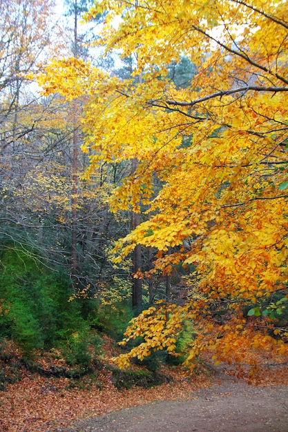 Arbres de la forêt de hêtres dorés