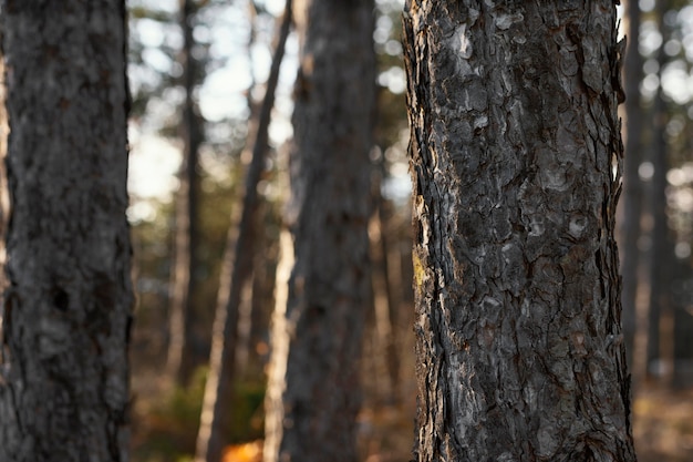 Arbres de la forêt à la lumière du jour avec espace copie