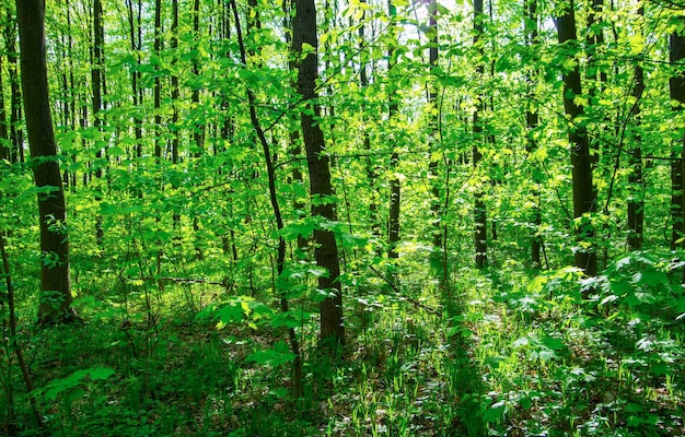 Arbres de forêt nature arrière-plans de lumière du bois vert bois