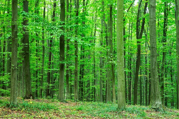 Arbres de forêt nature arrière-plans de lumière du bois vert bois