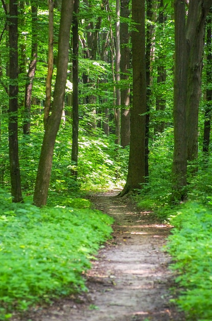 Arbres de forêt nature arrière-plans de lumière du bois vert bois