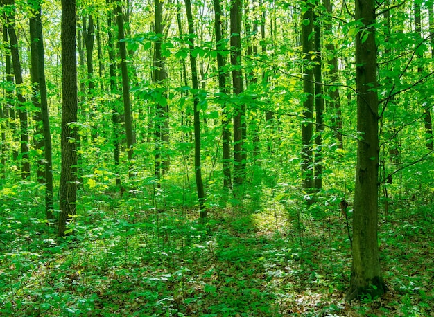 Arbres de forêt nature arrière-plans de lumière du bois vert bois