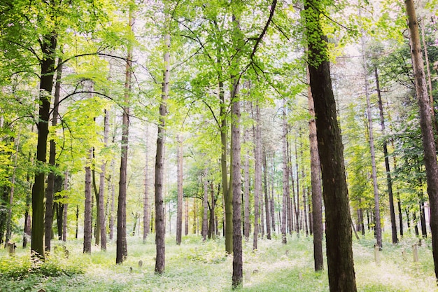 Arbres de forêt nature arrière-plans de lumière du bois vert bois