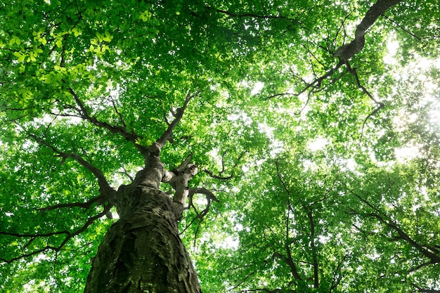 Photo arbres de forêt nature arrière-plans de lumière du bois vert bois