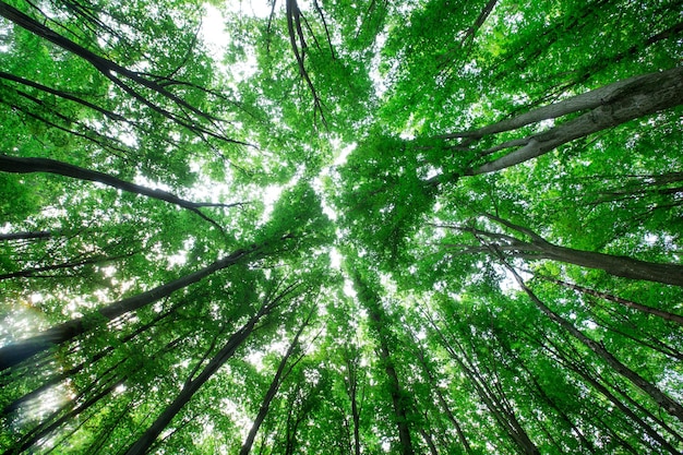 Arbres de forêt nature arrière-plans de lumière du bois vert bois