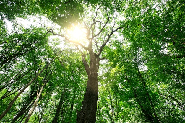 Arbres de forêt nature arrière-plans de lumière du bois vert bois