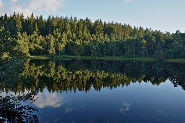 Photo les arbres de la forêt-noire se reflètent dans l'eau claire et sombre de blindensee, en allemagne.