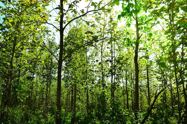 Arbres de la forêt tropicale